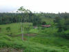 tropical hardwood tree farm costa rica